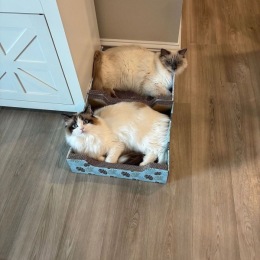Living the purr-fect life! two cats lying in a box on the floor