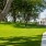 a tree in a grassy area
